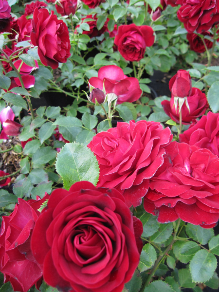 Edelrose Balmoral Palace
